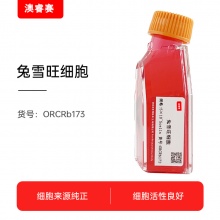 兔雪旺细胞