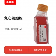 兔心肌细胞
