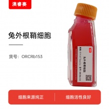 兔外根鞘细胞