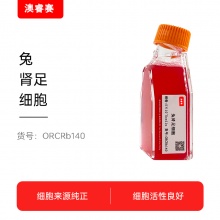 兔肾足细胞