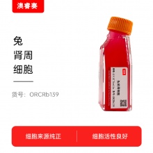兔肾周细胞