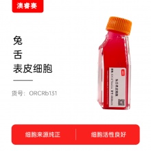 兔舌表皮细胞
