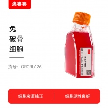 兔破骨细胞