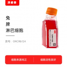 兔脾淋巴细胞