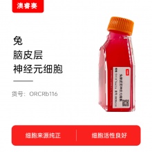 兔脑皮层神经元细胞