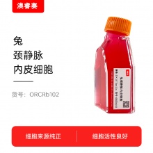 兔颈静脉内皮细胞