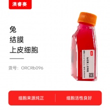 兔结膜上皮细胞