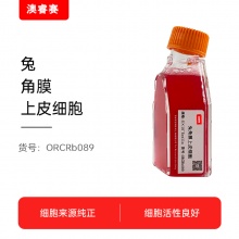 兔角膜上皮细胞