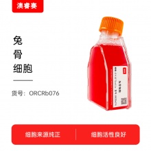 兔骨细胞