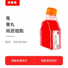 兔睾丸间质细胞