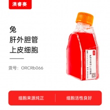 兔肝外胆管上皮细胞