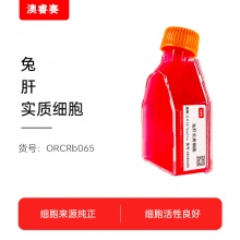 兔肝实质细胞