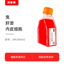 兔肝窦内皮细胞