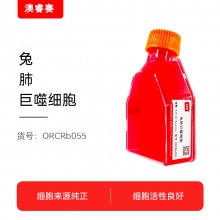 兔肺巨噬细胞