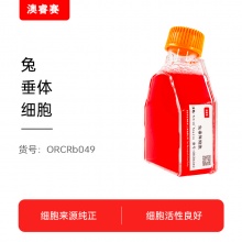 兔垂体细胞