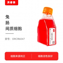 兔肠间质细胞