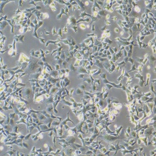 小鼠肺泡上皮细胞 MLE-12