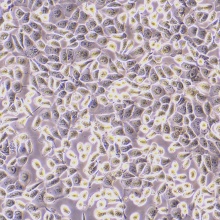 HMRSV5（人腹膜间皮细胞）