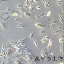 C2C12（小鼠成肌细胞）
