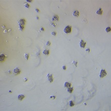C3A  人永生化肝细胞