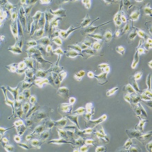 Caki-2 人肾透明细胞癌细胞