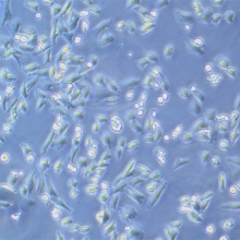 NCI-H1703  人肺腺鳞癌细胞