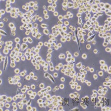 Capan-2  人胰腺癌细胞