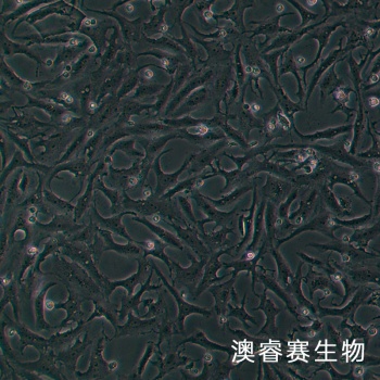 MA104 罗猴胎肾细胞