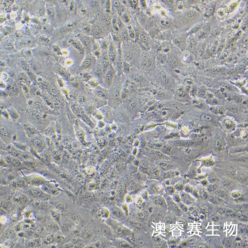 C28/I8 人正常软骨细胞
