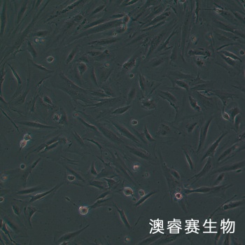 CCD-841CoN细胞；人正常结肠上皮细胞