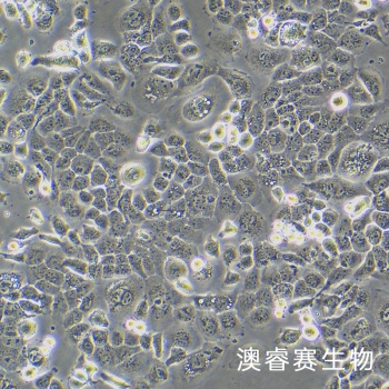 A253细胞；人颌下腺表皮癌细胞