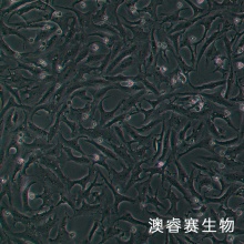 MA104 罗猴胎肾细胞
