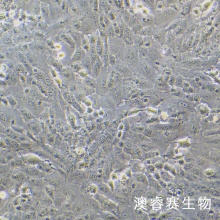 C28/I8 人正常软骨细胞