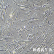 HTMC 人眼小梁网细胞