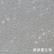 KGN 人卵巢颗粒细胞