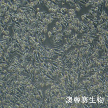 HD-11细胞 鸡巨噬细胞