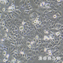 A253细胞；人颌下腺表皮癌细胞