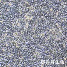 293F 人胚肾细胞-F克隆