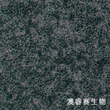 RSC96（大鼠雪旺细胞）