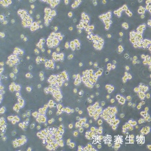 NCI-H716  人结直肠腺癌细胞