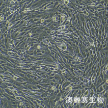 HDF-a 人真皮成纤维母细胞-新生 HDF-n