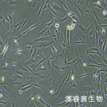 HSF 人皮肤成纤维细胞