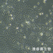 RWPE-1 人正常前列腺上皮细胞