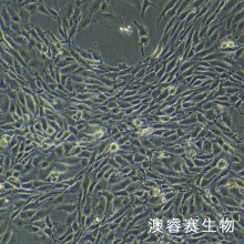 bend.3小鼠脑微血管内皮细胞株