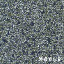 MPC-11小鼠浆细胞瘤