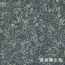 MIN6 小鼠胰岛B细胞