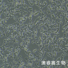 MIN6 小鼠胰岛B细胞