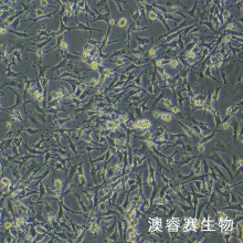 IEC-6   大鼠小肠隐窝上皮细胞