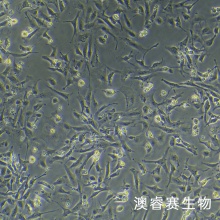 IEC-6   大鼠小肠隐窝上皮细胞