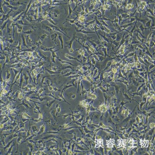 IEC-6   大鼠小肠隐窝上皮细胞